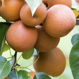 Груша Секуї