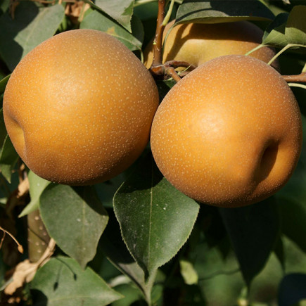 Груша Секуї