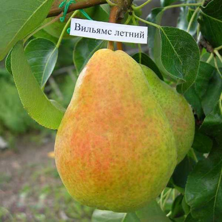 Груша Вильямс летний