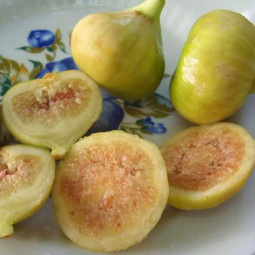 Інжир Медовий (контейнер 0.5 л)