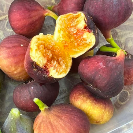 Інжир Одеський абориген контейнер 2.0 л