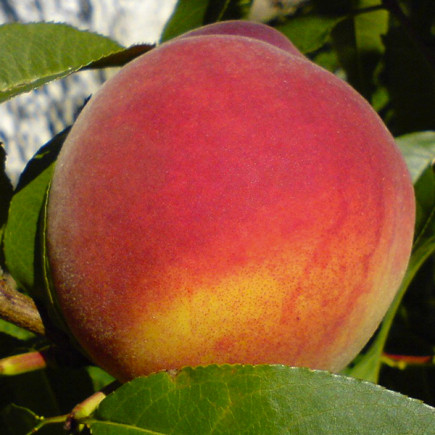 Персик Харнас