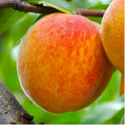 Персик Виргіл Т-4