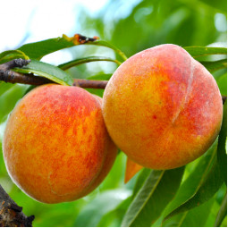 Персик Виргіл Т-4