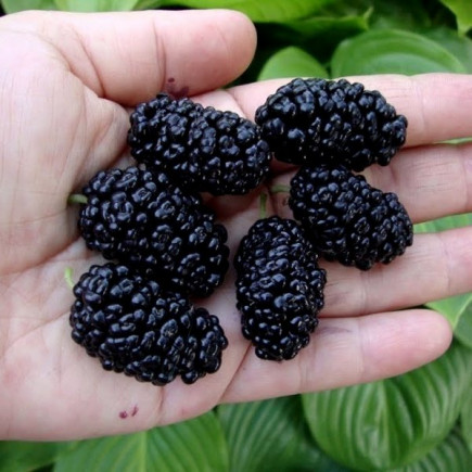 Шовковиця Шеллі (привита)