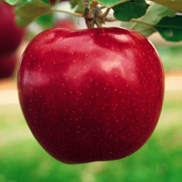 Яблуня Чорний Принц