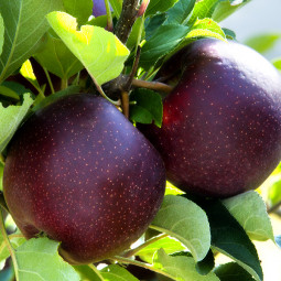 Яблуня Чорний Принц