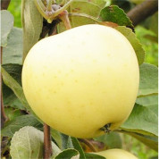 Яблуні ранні (літні)
