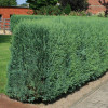 Кипарисовик Columnaris (Колумнаріс) контейнер 0.5 л