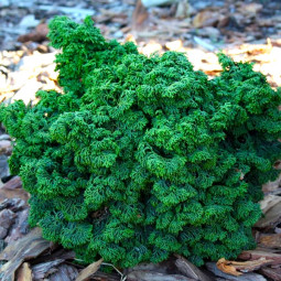 Кипарисовик Maureen (Морін)
