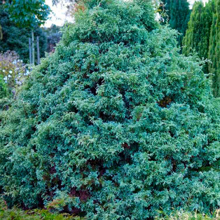 Кипарисовик Squarrosa (Скарроза)