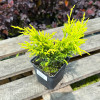Ялівець Lime Glow (Лайм Глоу ) контейнер 1.0 л