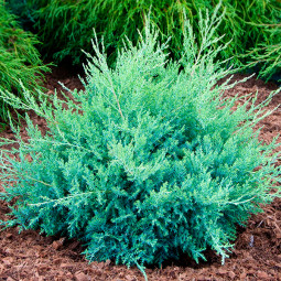 Ялівець Glauca контейнер 0.5 л Ялівець Glauca контейнер 0.5 л