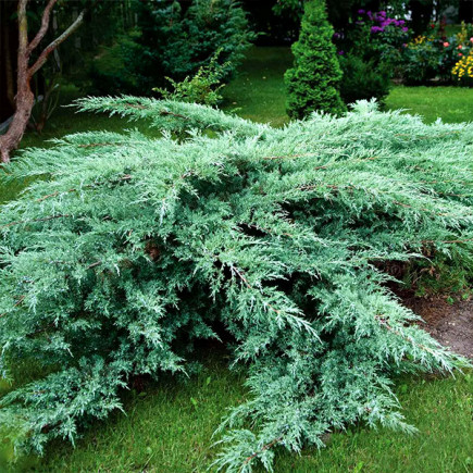 Ялівець Grey Owl контейнер 0.5 л