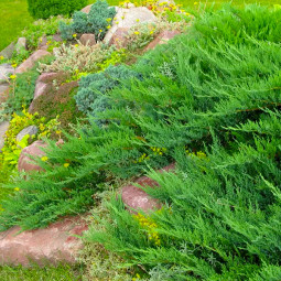 Ялівець Tamariscifolia