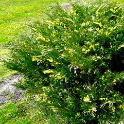 Ялівець Variegata