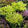 Ялівець Lime Glow (Лайм Глоу ) контейнер 1.0 л