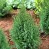 Ялівець Stricta (Стрікта) контейнер 0.5 л