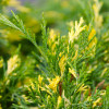 Ялівець козацький Variegata контейнер 0.5 л