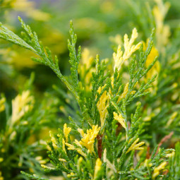 Ялівець козацький Variegata контейнер 0.5 л