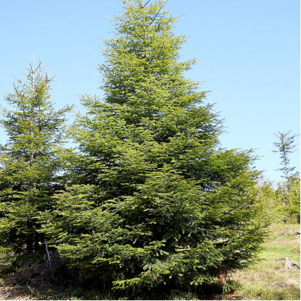 Пихта белая Abies alba