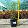 Сосна звичайна (Pinus sylvestris L.) (контейнер 0.5 л)