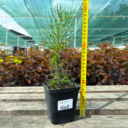 Сосна звичайна (Pinus sylvestris L.) (контейнер 0.5 л) Сосна звичайна (Pinus sylvestris L.) (контейнер 0.5 л)
