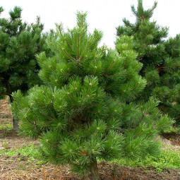 Сосна звичайна (Pinus sylvestris L.) (контейнер 0.5 л) Сосна звичайна (Pinus sylvestris L.) (контейнер 0.5 л)