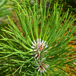 Сосна звичайна (Pinus sylvestris L.) (контейнер 2 л) Сосна звичайна (Pinus sylvestris L.) (контейнер 2 л)