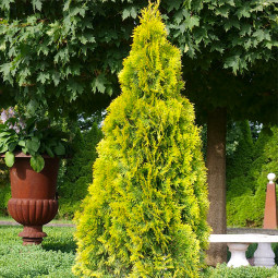 Туя західна Golden Brabant (Голден Брабант) контейнер 0.5 л Туя західна Golden Brabant (Голден Брабант) контейнер 0.5 л