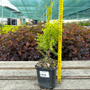 Туя Columna (Колумна) (Malonyana Aurea) контейнер 0.5 л