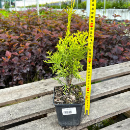 Туя Columna (Колумна) (Malonyana Aurea) контейнер 0.5 л Туя Columna (Колумна) (Malonyana Aurea) контейнер 0.5 л