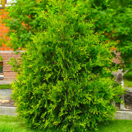 Туя західна Aureospicata