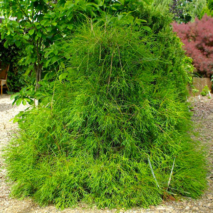 Туя західна Filiformis
