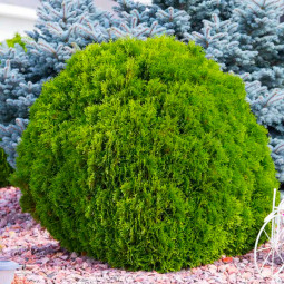 Туя западная Green Globe