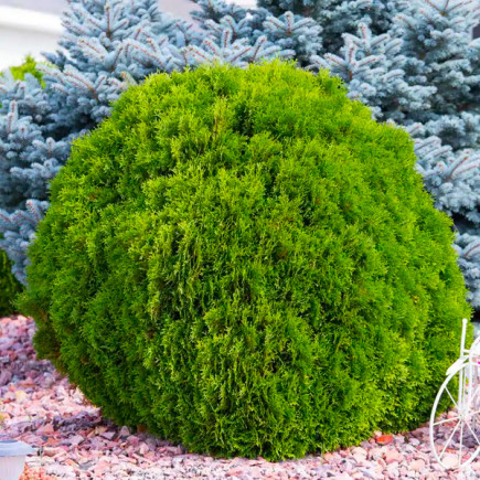 Туя западная Green Globe