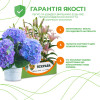 Гортензия Vanille Fraise (контейнер 3 л)