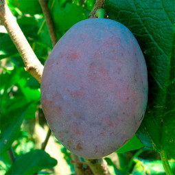 Слива Чачакська рання