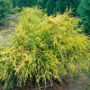Кипарисовик Filifera Aurea (Філіфера Ауреа) контейнер 0.5 л