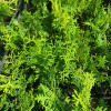 Туя Columna (Колумна) (Malonyana Aurea) контейнер 0.5 л