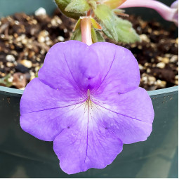 Ахіменес Cattleya