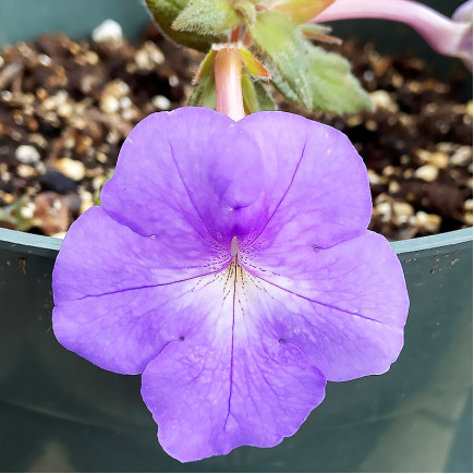 Ахіменес Cattleya