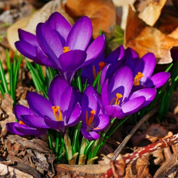 Крокус Крупноцветковый Flower Record