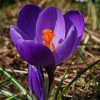 Крокус Крупноцветковый Flower Record