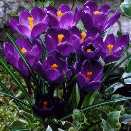 Крокус Крупноцветковый Flower Record