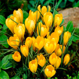 Крокус Великоквітковий Yellow