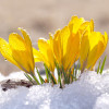 Крокус Великоквітковий Yellow