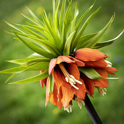 Фрітіларія Іmperialis Prolifera