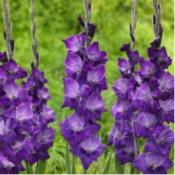 Гладиолус Крупноцветковый Violetta (premium)