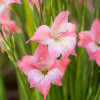 Гладиолус Низкорослый нанус Charming Beauty